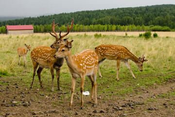 Naklejka na ściany i meble Sika deer walks in the reserve in summer. Tourism in Russia. Travel to nature.