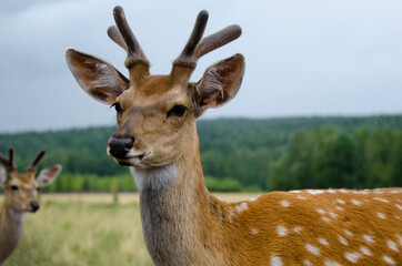 Sika deer walks in the reserve in summer. Tourism in Russia. Travel to nature.