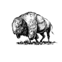 Bison  © Igor