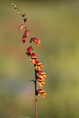 Digitalis obscura - Corregia or black foxglove is a species of the Plantaginaceae family. © Agustin
