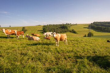 Naklejka na ściany i meble Cows on a pasture green meadow on the hills