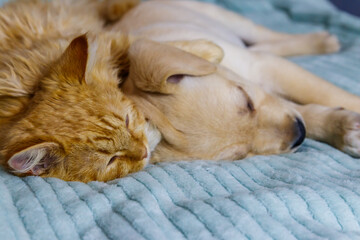 Obraz na płótnie Canvas Small cute labrador retriever puppy dog and young cat on a bed. Friendship of pets