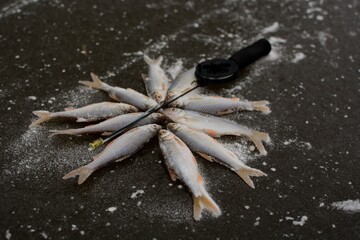 Winter fishing on the river, roach and perch fishing. 