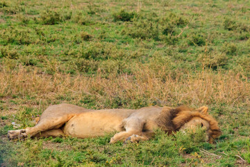 Lion (Panthera leo) sleeping on grass in savannah in Serengeti National Park, Tanzania