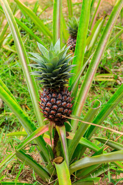 Pineapple plant with unripe fruit growing in the garden