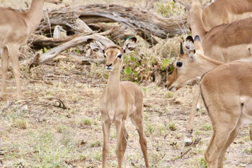 Baby impala
