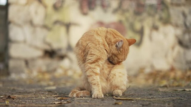 Red cat on the street washes and itches