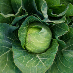 Fototapeta premium head of young green cabbage close-up.