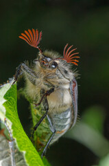 The May beetle sits large on a leaf                 