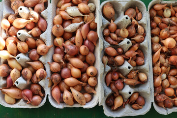 Small golden onions for planting in cardboard eco boxes. Top view
