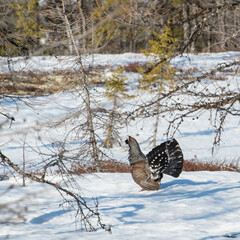 capercaillie on the spring current