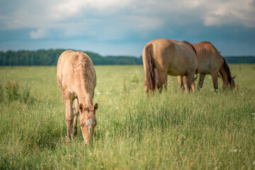 Horses of the Belorusskaya Zapryazhnaya breed are grazing on a farm field.