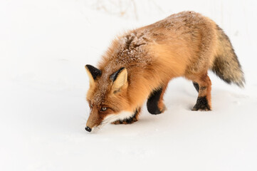 Obraz premium red fox on white snow