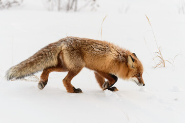 red fox on white snow