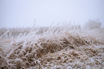 Grass landscape covered in frozen rain. winter landscape after a freezing rain