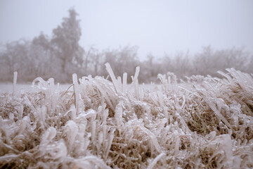 Grass landscape covered in frozen rain. winter landscape after a freezing rain