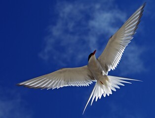Obraz premium the flight of a tern against a blue sky