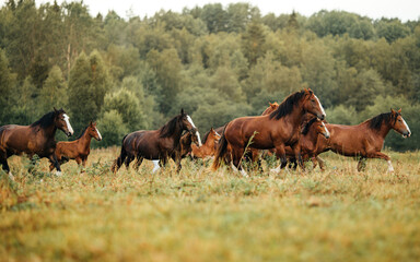 a herd of horses of Vladimir heavy trucks run across the field