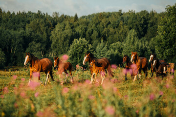a herd of draft horses galloping among the flowers