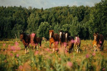 a herd of draft horses gallops on a flowering field