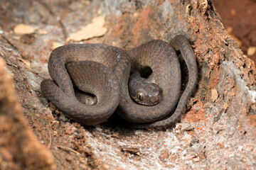 Slug eater snake coiled around a tree trunk