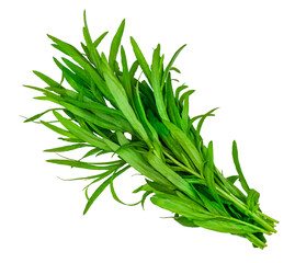 Branch of tarragon isolated on white background