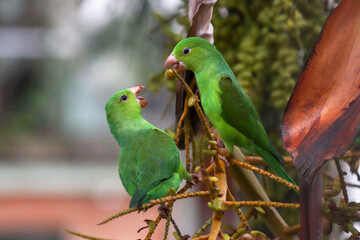 free parrot green