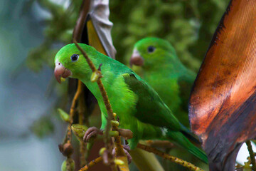free parrot green
