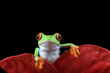 Red eyed tree frog on a flower - obrazy, fototapety, plakaty