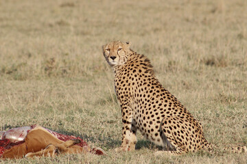 Cheetah and prey