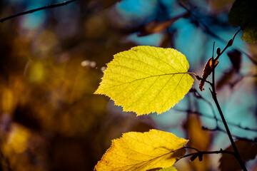 Detail of autumn leaves in their fall colors with a heavily bokeh background and sunlight and shadows.