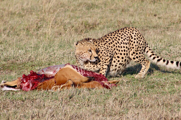 Hungry cheetah