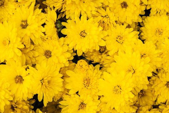 Close up of a group of yellow flowers looking straight down at the blooms in natural light.