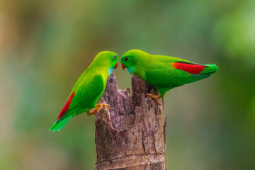 HANGING PARROT:: The hanging parrots are birds in the parrots genus Loriculus. This is a group of small parrots from tropical southern Asia. 