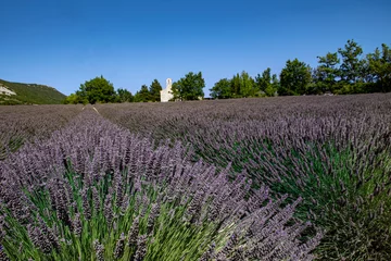 Tuinposter 634 lavande © pass