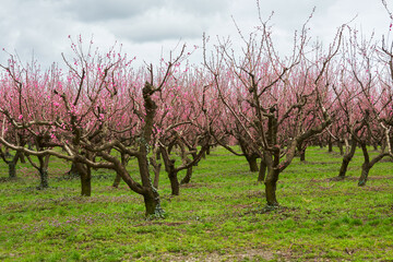 A blooming peach orchard. Formed tree crowns after spring pruning of shoots.
