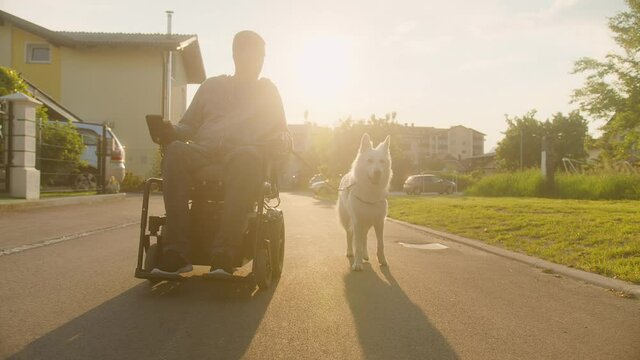 Tracking shot of a Caucasian disabled man in an electric wheelchair and his companion, a service dog, the beautiful White Swiss Shepherd.