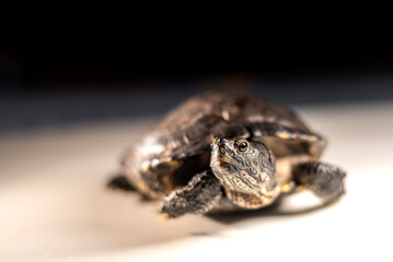 Yellow eared turtle (Trachemys scripta) on a white surface and a dark background. Selective focus.