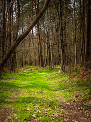 path through forest