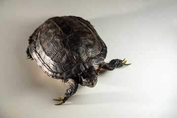 Yellow eared turtle (Trachemys scripta) on white surface