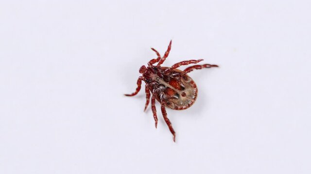 Encephalitis tick creeps on white background. Infectious disease carrier, terrible blood sucking crawling bug.