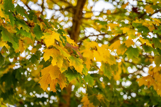 selective focus of Norway maple (Acer platanoides) leaf in autumn with blurred background - autumnal background
