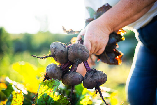 Adult woman harvests beets  from her garden