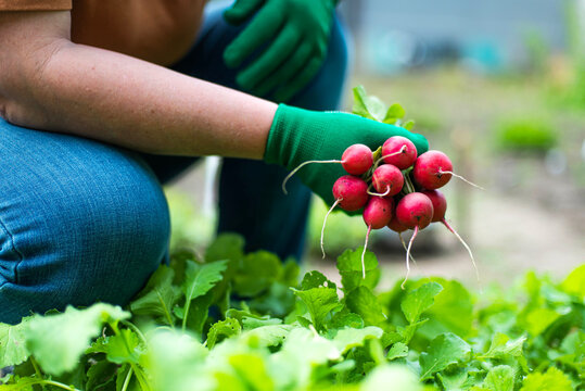 Woman harvests radish from her garden