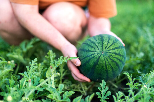 Woman harvests watermelon  from her garden
