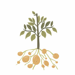 Potato bush tubers with green leaves. Vector illustration