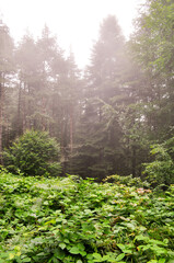 forest nature tree lanscape green travel