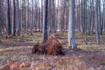 European bisons in Nature Biosphere Reserve. European bisons and wildlife