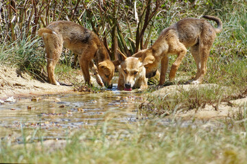 Dingo-Hündin mit 2 Welpen beim Trinken in einem Bach
