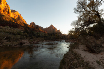 Fototapeta na wymiar The orange sandstone cliffs of Zion National park Utah reflect the evening sunlight and are reflected in the Virgin river while autumn yellow cottonwood trees line the other bank of the river.